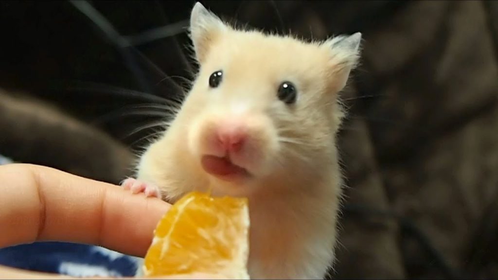 ハムスターにみかんをあげるとやばいっ!おもしろ可愛い癒しハムスターIf you give oranges to a Funny hamster ... - 99aD541317bea5097354648fD3af3b2D 1024x576