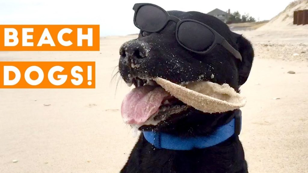 Funniest Dogs at the Beach Compilation 2018 Funny Pet Videos buzzlook